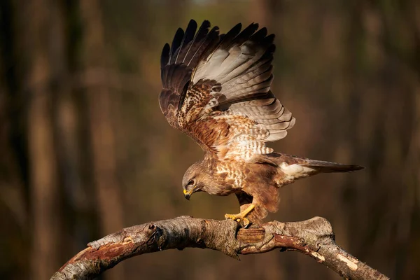 Buitre con alas abiertas encaramado en una rama — Foto de Stock