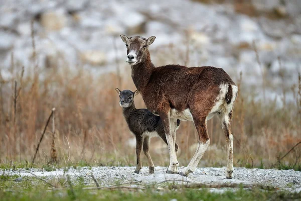 Dişi mouflon, Ovis musimon ve yavrusu.. — Stok fotoğraf