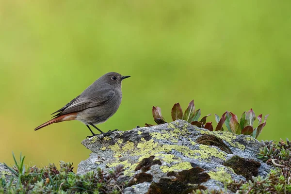 Mały ptak na skalistej rudej samicy (Fenicurus ochruros) — Zdjęcie stockowe