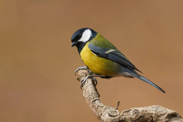 Szép nagy cinege (Parus jelentős) — Stock Fotó