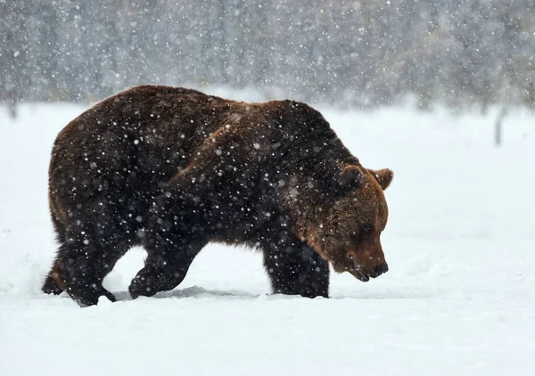 Urso marrom no inverno — Fotografia de Stock