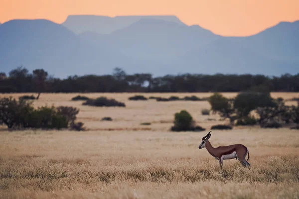 Springbok (Antidorcas keseli) savana otlatma — Stok fotoğraf