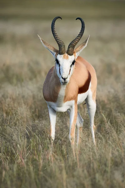 Felnőtt férfi Springbok séta a szavanna. — Stock Fotó