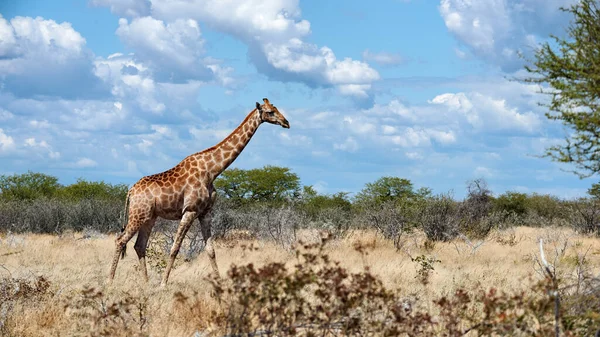 Geraffe (Giraffa camelopardalis) in der afrikanischen Savanne. — Stockfoto
