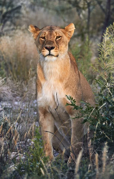 Löwin, Panthera leo, im Gras sitzend. — Stockfoto