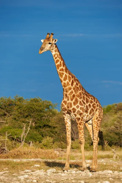 Żyrafa, Giraffa camelopardalis w sawannie Namibii. — Zdjęcie stockowe