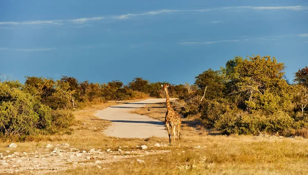 Żyrafa przez jezdnię — Zdjęcie stockowe