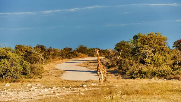 Giraff korsar vägen — Stockfoto