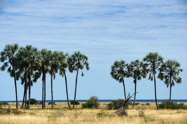 Afrikaanse landschap met savanne en palmbomen. — Stockfoto