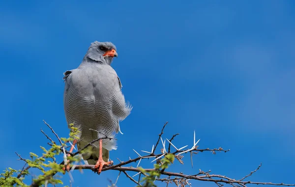 Bleke zingende Goshawk, Melierax canorus. — Stockfoto