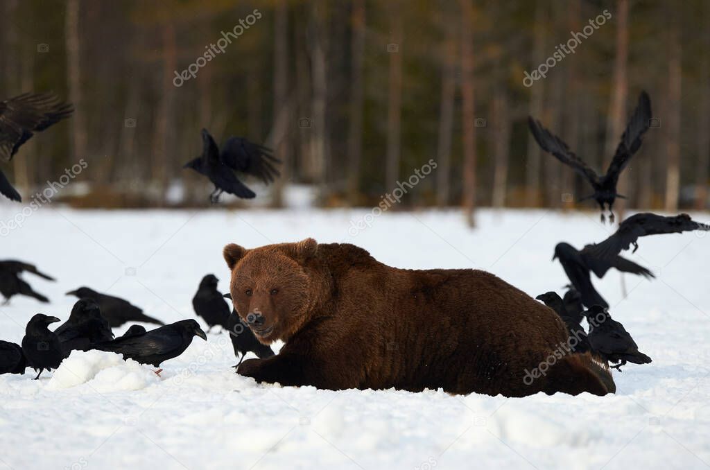 Brown bear among the crows.