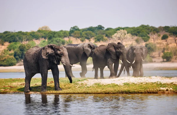 Слони, Loxodonta africana, на березі річки.. — стокове фото