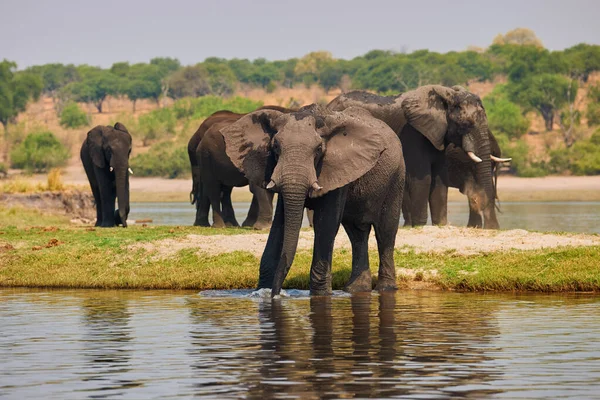 Слони, Loxodonta africana, на березі річки.. — стокове фото