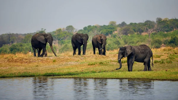 Elefanter, Loxodonta africana, på flodstranden. — Stockfoto