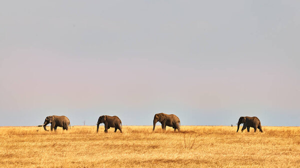 Four large elephants walk in a row in the wild African savannah.