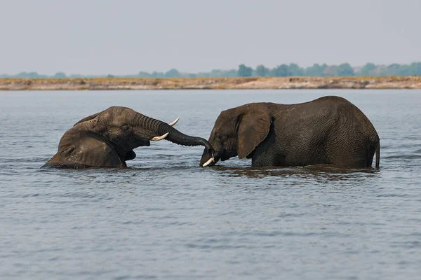 Два слони, Loxodonta africana, бавляться у воді.. — стокове фото