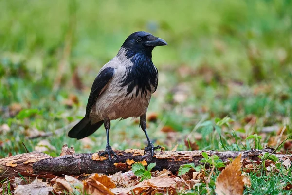 Ворона с капюшоном (Corvus cornix) ) — стоковое фото