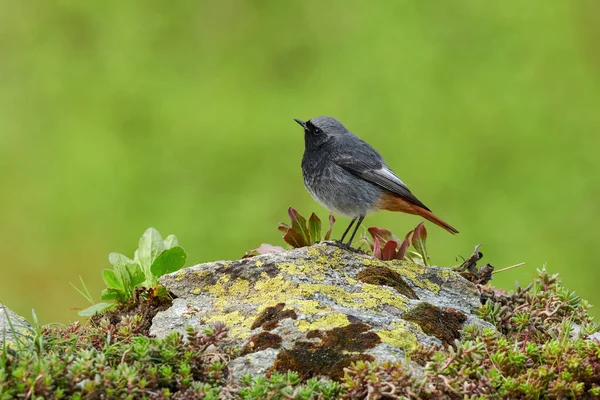 Petit oiseau sur un rocher — Photo