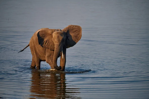 Слон (Loxodonta africana) ходит по воде . — стоковое фото