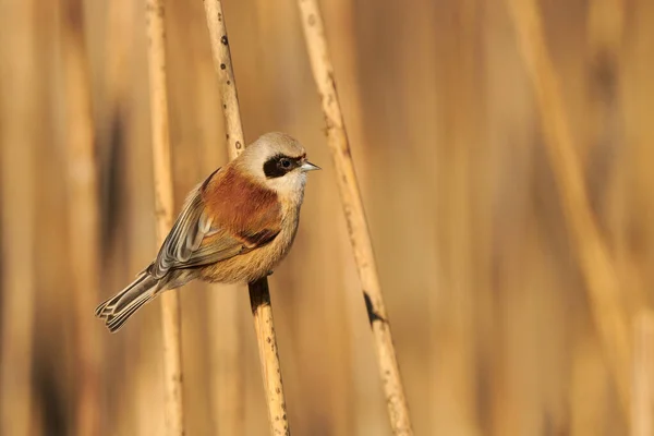 Teta pendulina europea (Remiz pendulinus ) — Foto de Stock