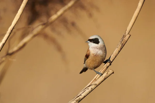 Avrupa penduline başlığı (Remiz pendulinus) — Stok fotoğraf