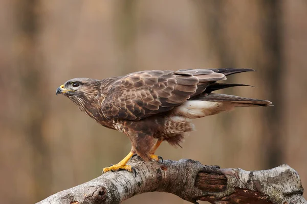 Buzzard (Buteo buteo) (栖息在树枝上) — 图库照片