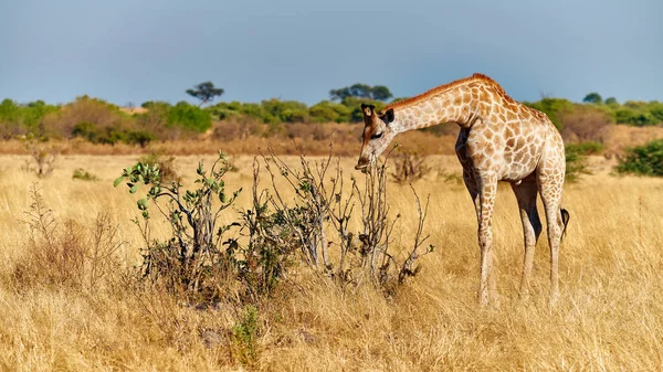 Savanada yalnız zürafa. — Stok fotoğraf