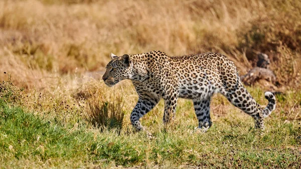 Young leopard  (Panthera pardus) walking. — Stock Photo, Image