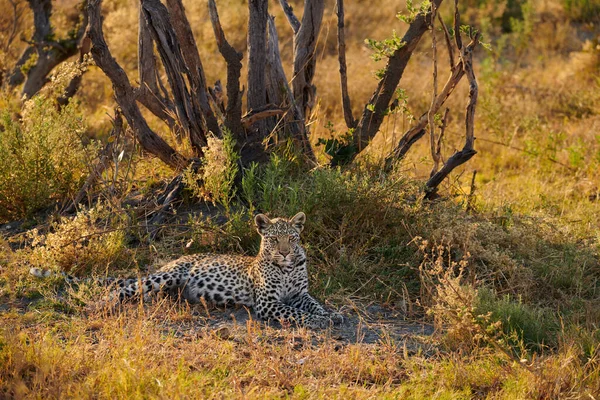 Schöner Leopard (panthera pardus)). — Stockfoto