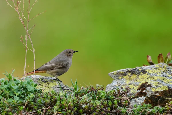 Mały ptak na skalistej rudej samicy (Fenicurus ochruros) — Zdjęcie stockowe