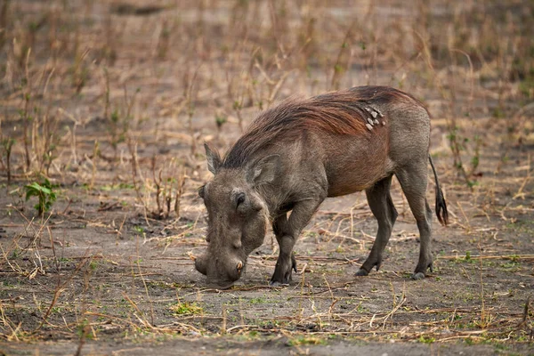 Jabalí Phacocoerus Africanus Mamífero Que Menudo Safaris Africanos — Foto de Stock