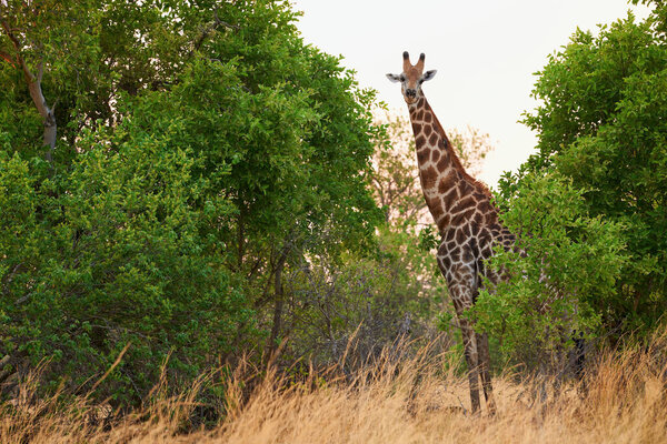 The giraffe (Giraffa camelopardalis) is one of the most typical animals of southern and eastern Africa. During a typical African safari, tourists certainly expect to see giraffes as well as other animals.