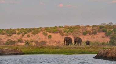 Afrika fili (Loxodonta africana), Afrika 'da safari yapan turistlerin başlıca hedeflerinden biridir. Üç dişi fil Chobe Nehri 'ne gelip bir şeyler içmek istiyor..