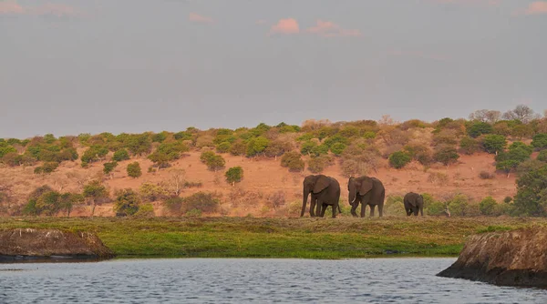 Elefante Africano Loxodonta Africana Dos Cinco Grandes Dos Principais Alvos — Fotografia de Stock