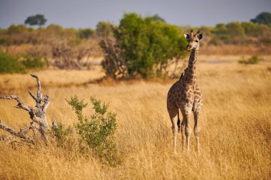 Genç zürafa (Giraffa camelopardalis) Afrika savanasında durur ve etrafına bakar..