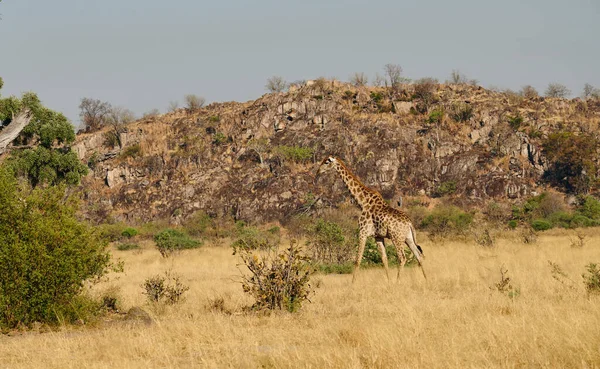 Жираф Giraffa Camelopardalis Стоящий Африканской Саванне Оглядывается Вокруг — стоковое фото
