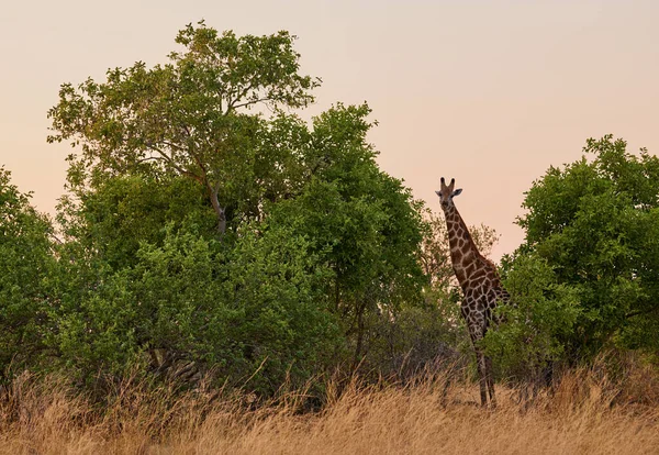 Girafa Giraffa Camelopardalis Dos Animais Mais Típicos África Austral Oriental — Fotografia de Stock