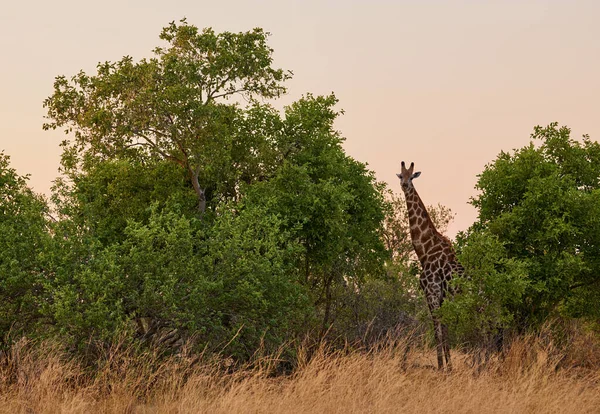 Die Giraffe Giraffa Camelopardalis Ist Eines Der Typischsten Tiere Süd Stockbild