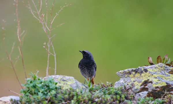 Hausrotschwanz Phoenicurus Ochruros Ist Ein Kleiner Und Schöner Vogel Aus — Stockfoto