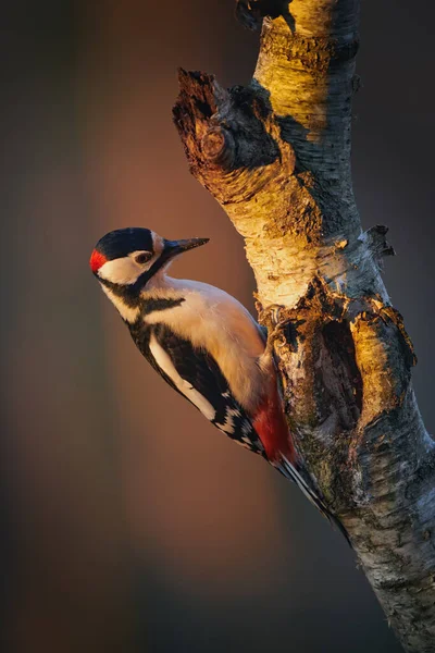 Buntspecht Dendrocopos Major Hockt Bei Sonnenuntergang Auf Einem Birkenzweig — Stockfoto