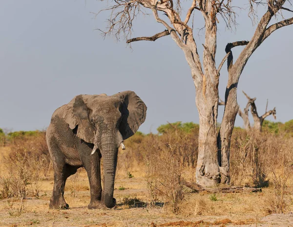 Botswana Gran Elefante Loxodonta Africana Camina Sabana Salvaje — Foto de Stock