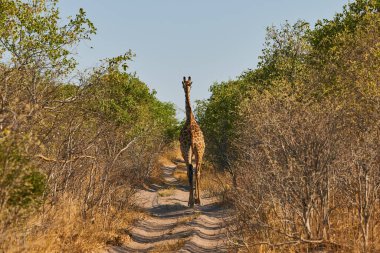 Zürafa küçük toprak bir yolda Afrika çalılarını geçer. Zürafa arkadan çekilmiş..