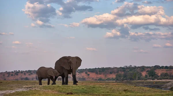 Unter Dem Gewaltigen Himmel Botswanas Stillt Eine Elefantenmutter Ihr Baby — Stockfoto