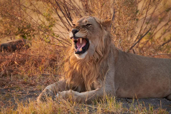Piękny Samiec Lew Ryczący Afrykańskim Parku Narodowym — Zdjęcie stockowe
