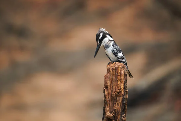Pied Kingfisher Ceryle Rudis Species Kingfisher Distributed Africa Asia Photograph — Stock Photo, Image