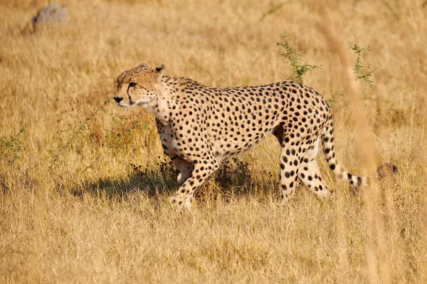 Beautiful Cheetah Acinonix Jubatus Walking African Savannah — Stock Photo, Image