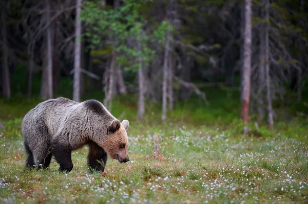 Ours Brun Ursus Arctos Marchant Dans Une Forêt Boréale Finlande — Photo