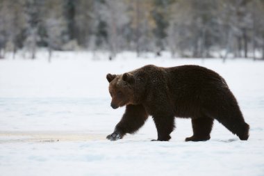 Güzel kahverengi ayı kışın sonunda karda yürüyor. Fotoğraflar Finlandiya 'da çekildi.