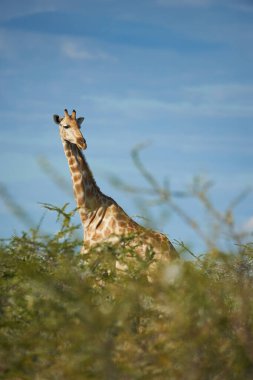 Güzel zürafa (Giraffa camelopardalis) Namibya çalılarında yalnız yürüyor.