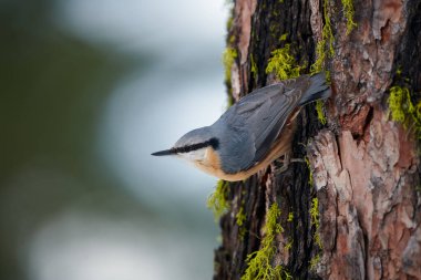 İsviçre Alpleri 'ndeki bir tarla kuşunun üzerine tünemiş.